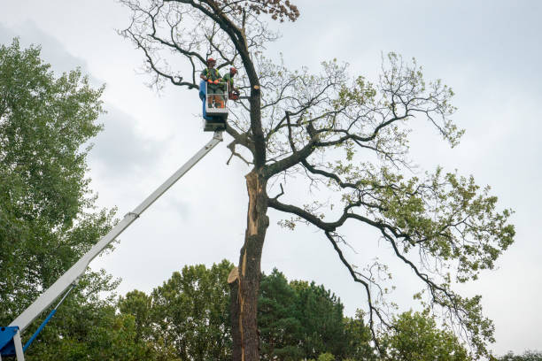 Why Choose Our Tree Removal Services in Narragansett Pier, RI?