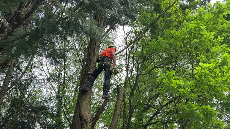 Best Tree Health Inspection  in Narragansett Pier, RI