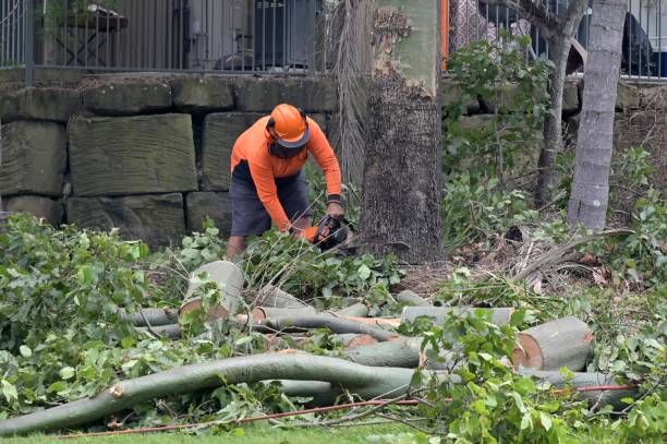 Narragansett Pier, RI  Tree Services Company