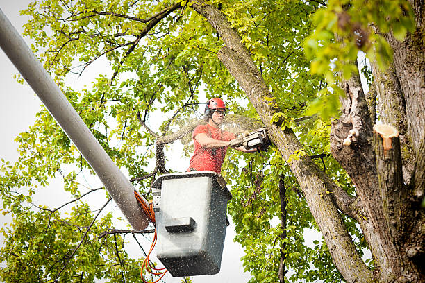 Best Firewood Processing and Delivery  in Narragansett Pier, RI